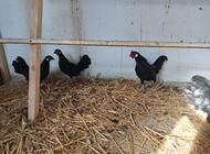 Grajewo ogłoszenia: Sprzedam 2 pary bantamek są z kwietnia tego roku cena za parę... - zdjęcie