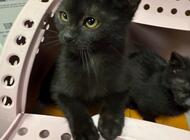 Grajewo ogłoszenia: Oddam urocze młode kotki 2,5 mies. (rodzeństwo kotek i kotka) po... - zdjęcie