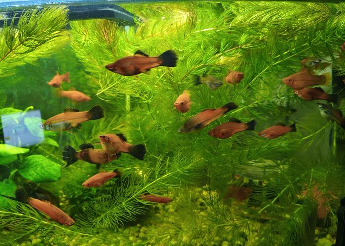 Grajewo ogłoszenia: Sprzedam mieczyki i krewetki